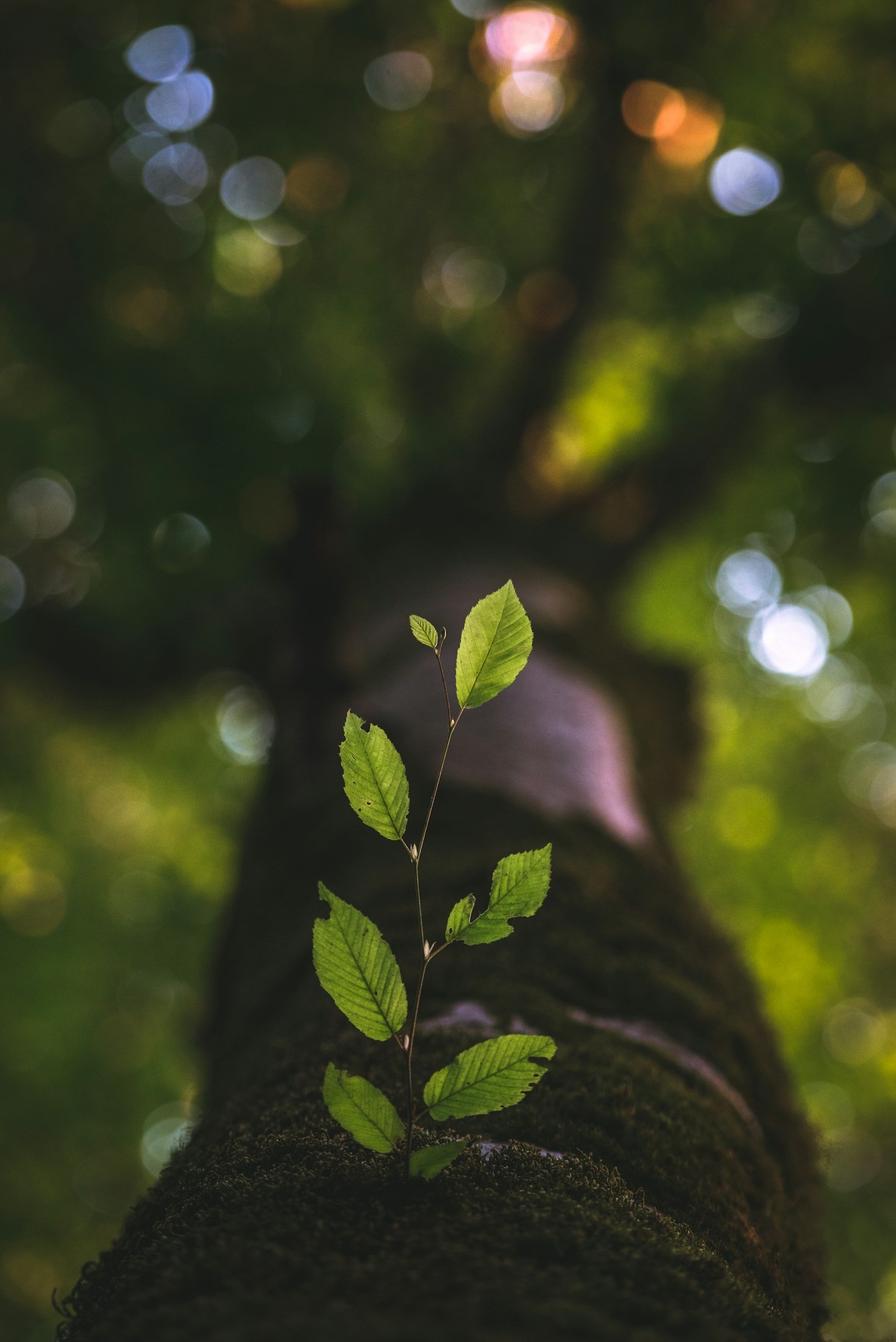 5 Dicas para Cultivar a Autoconfiança Diariamente e Transformar Sua Vida